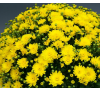 Хризантема Брансаунд Еллоу(Bransound Yellow)